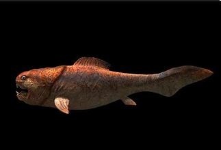 惊!鲨鱼都敢吃的超级海怪邓氏鱼,你敢看吗?