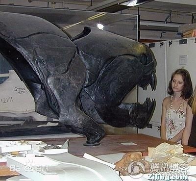 惊!鲨鱼都敢吃的超级海怪邓氏鱼,你敢看吗?