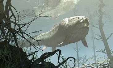 惊!鲨鱼都敢吃的超级海怪邓氏鱼,你敢看吗?