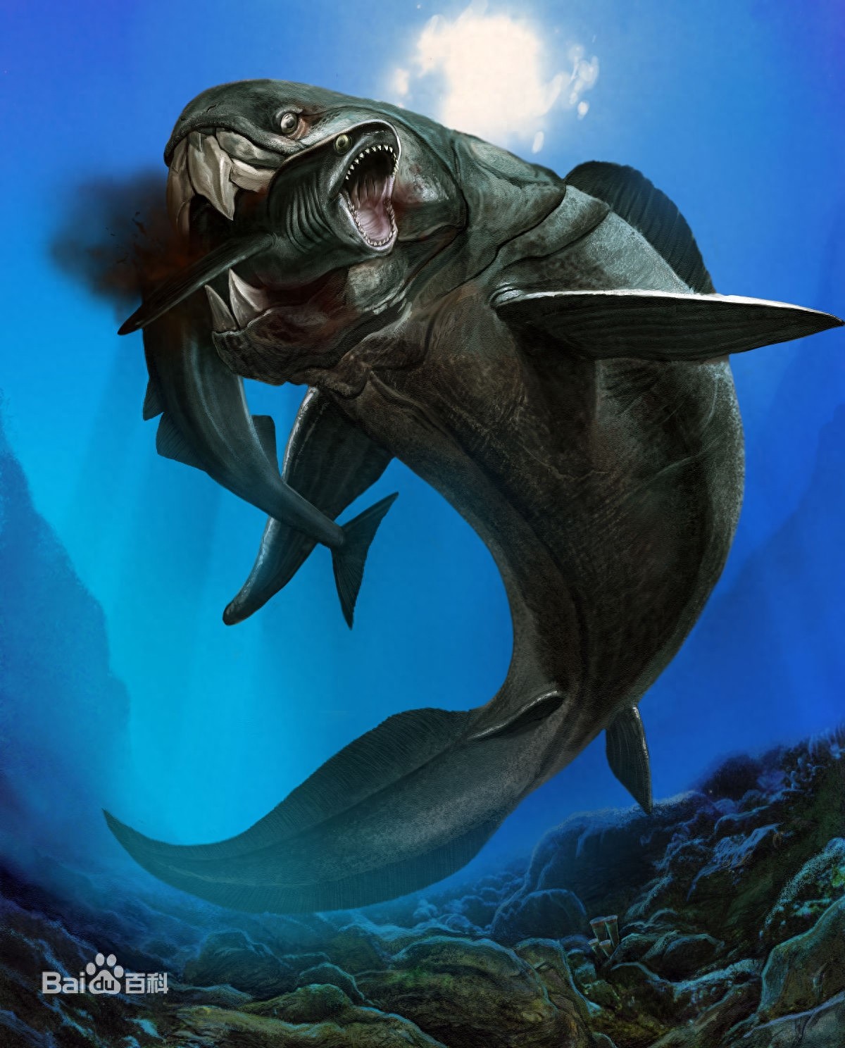 惊!鲨鱼都敢吃的超级海怪邓氏鱼,你敢看吗?