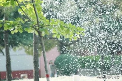 ​为什么今年杨絮这么猖狂？