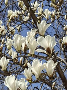 ​润世无双：白玉兰