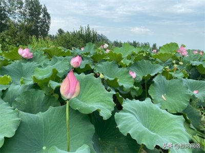 ​网上搬砖的项目有哪些？