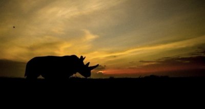 ​仅剩两只雌性，已经功能性灭绝的北方白犀牛，可能又不会灭绝了