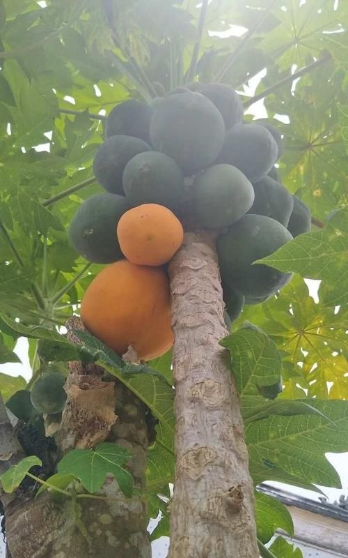 减肥期间可以吃木瓜热量高不高呢