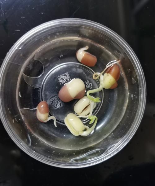 红豆刚长了一点芽还能吃吗