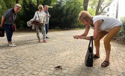 ​欧洲大闸蟹肆虐比利时：生态危机下的挑战与措施