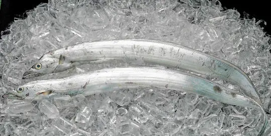 带鱼生活在海底多少米,深海带鱼生活在海底多少米图4