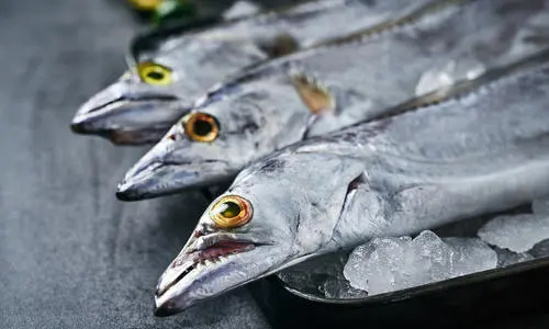 带鱼生活在海底多少米,深海带鱼生活在海底多少米图6