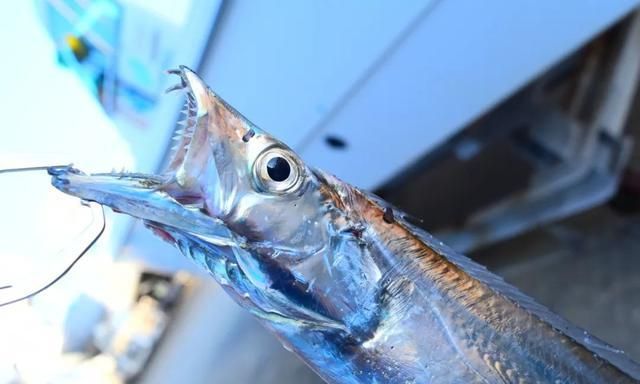 带鱼是深海鱼还是浅海鱼