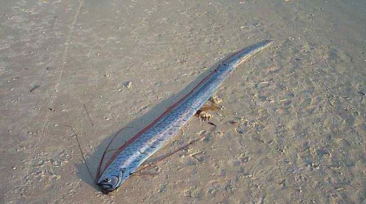 带鱼生长在水下多少米之间