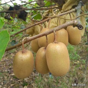 ​揭秘金艳猕猴桃：栽培技巧与引种成果全解析！