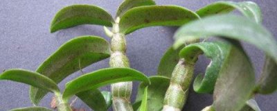 ​石斛兰花后怎么修剪？