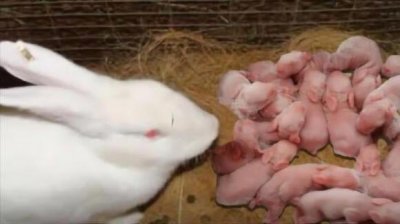 ​家里怎么养兔子（兔子怎么养才算认主人)