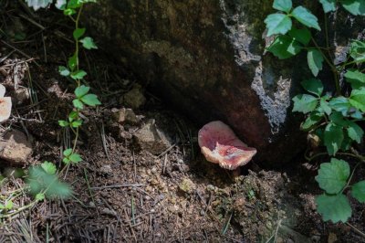 ​香菜怎么种植容易发芽
