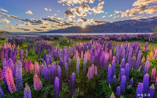 鲁冰花是什么意思(鲁冰花究竟是什么花)www.yyinn.net