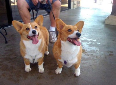 ​怎么训练柯基犬(如何训练好一只柯基犬？)