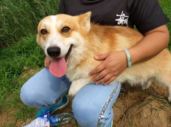 怎么训练柯基犬(如何训练好一只柯基犬?) 怎么训练柯基犬(如何训练好一只柯基犬?)