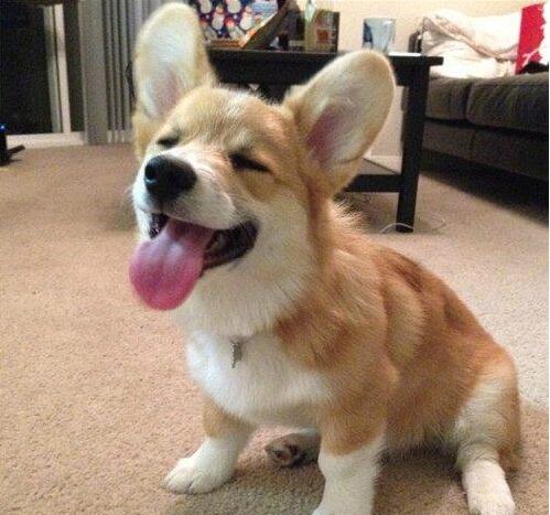 怎么训练柯基犬(如何训练好一只柯基犬?) 怎么训练柯基犬(如何训练好一只柯基犬?)