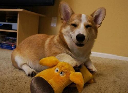 怎么训练柯基犬(如何训练好一只柯基犬?) 怎么训练柯基犬(如何训练好一只柯基犬?)