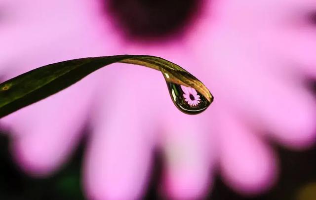 怎么学会拍摄微距（如何在家里拍出漂亮的微距）(11)