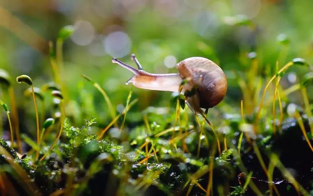 怎么学会拍摄微距（如何在家里拍出漂亮的微距）(29)