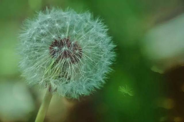 怎么学会拍摄微距（如何在家里拍出漂亮的微距）(21)