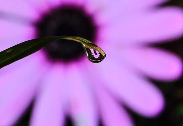 怎么学会拍摄微距（如何在家里拍出漂亮的微距）(13)