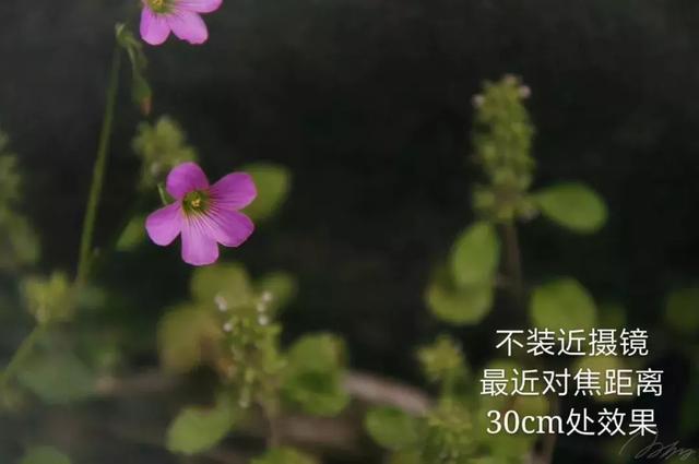 怎么学会拍摄微距（如何在家里拍出漂亮的微距）(22)