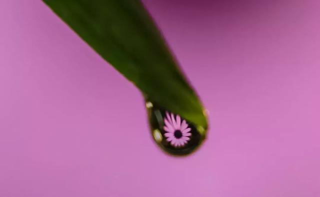 怎么学会拍摄微距（如何在家里拍出漂亮的微距）(12)