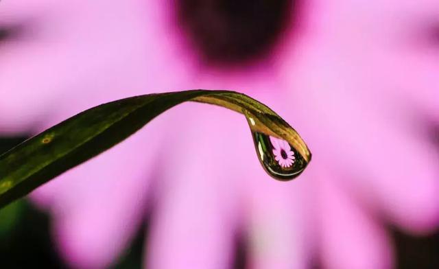 怎么学会拍摄微距（如何在家里拍出漂亮的微距）(27)