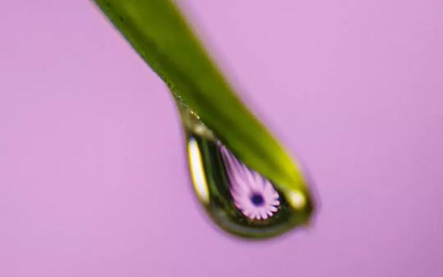 怎么学会拍摄微距（如何在家里拍出漂亮的微距）(28)