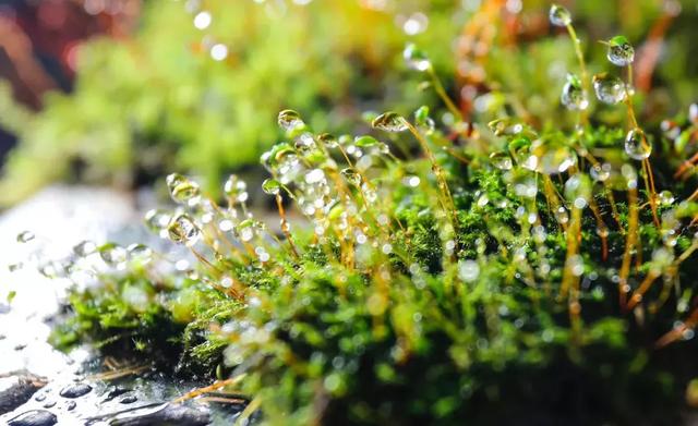 怎么学会拍摄微距（如何在家里拍出漂亮的微距）(16)