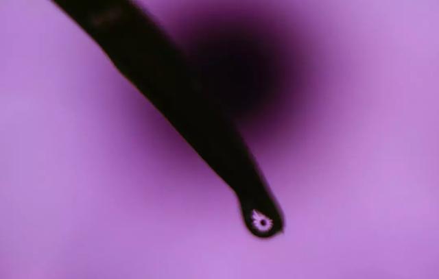 怎么学会拍摄微距（如何在家里拍出漂亮的微距）(10)