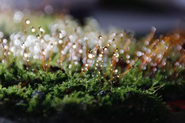怎么学会拍摄微距（如何在家里拍出漂亮的微距）(18)