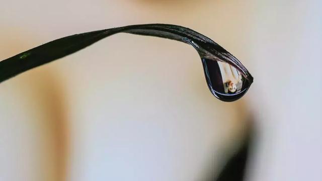 怎么学会拍摄微距（如何在家里拍出漂亮的微距）(6)