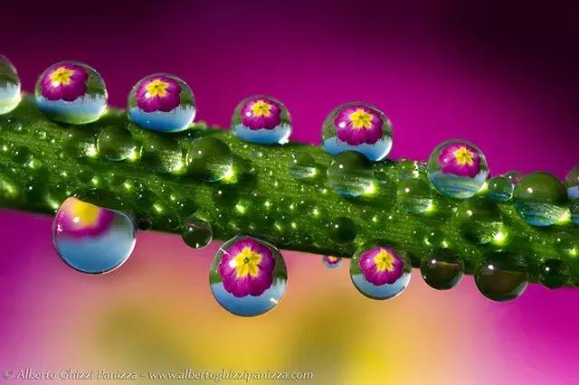 怎么学会拍摄微距（如何在家里拍出漂亮的微距）(8)