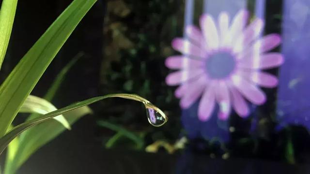 怎么学会拍摄微距（如何在家里拍出漂亮的微距）(5)