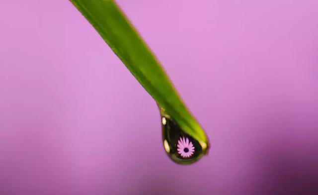 怎么学会拍摄微距（如何在家里拍出漂亮的微距）(26)