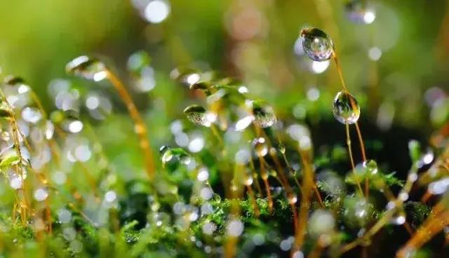 怎么学会拍摄微距（如何在家里拍出漂亮的微距）(19)