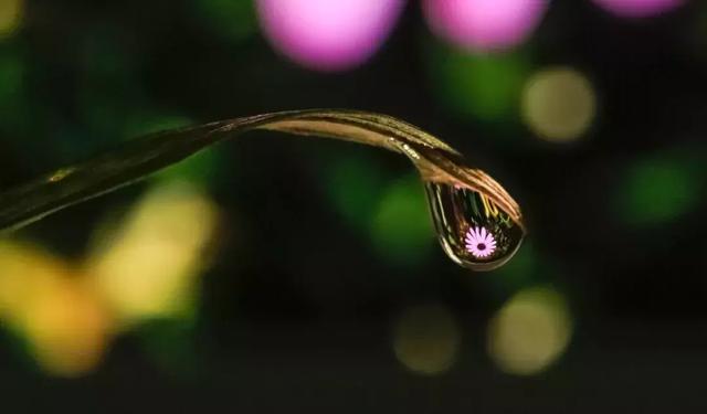 怎么学会拍摄微距（如何在家里拍出漂亮的微距）(4)