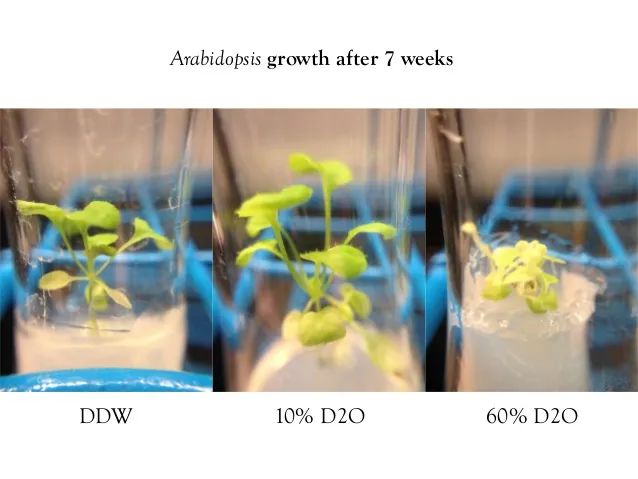 超重水能喝吗（核反应堆里的重水味道甘甜）