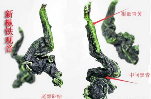 铁观音属于哪种茶,铁观音属于绿茶还是红茶图8