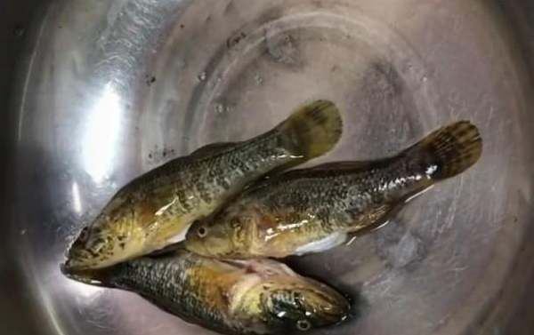 老头鱼怎么做好吃,东北蝶鱼头是什么鱼图12