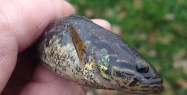 老头鱼怎么做好吃,东北蝶鱼头是什么鱼图8