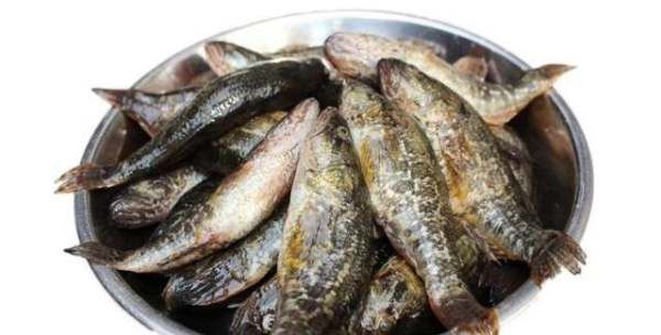 老头鱼怎么做好吃,东北蝶鱼头是什么鱼图9