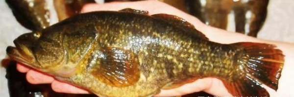 老头鱼怎么做好吃,东北蝶鱼头是什么鱼图10