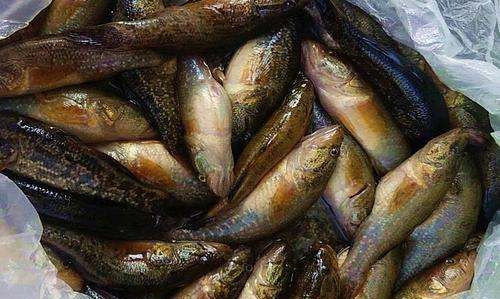 老头鱼怎么做好吃,东北蝶鱼头是什么鱼图6