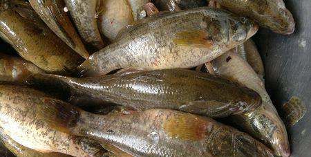 老头鱼怎么做好吃,东北蝶鱼头是什么鱼图4