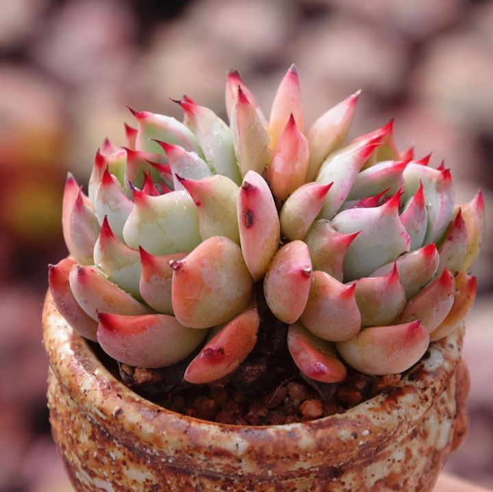 仙人掌进行光合作用是依靠什么（科普仙人掌的小知识）